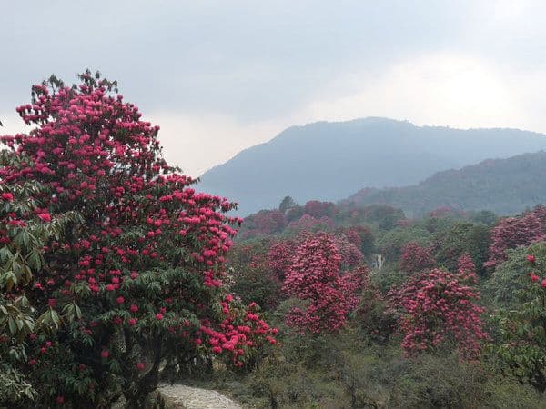 Barsey Rhododendron Trek (4 Days / 3 Nights)