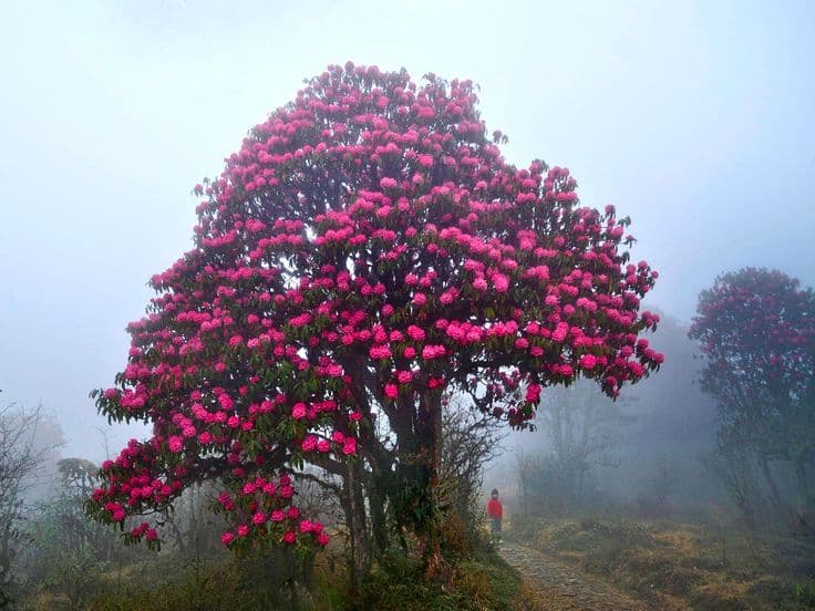 Barsey Rhododendron Sanctuary Trek: Rhododendron Wonderland