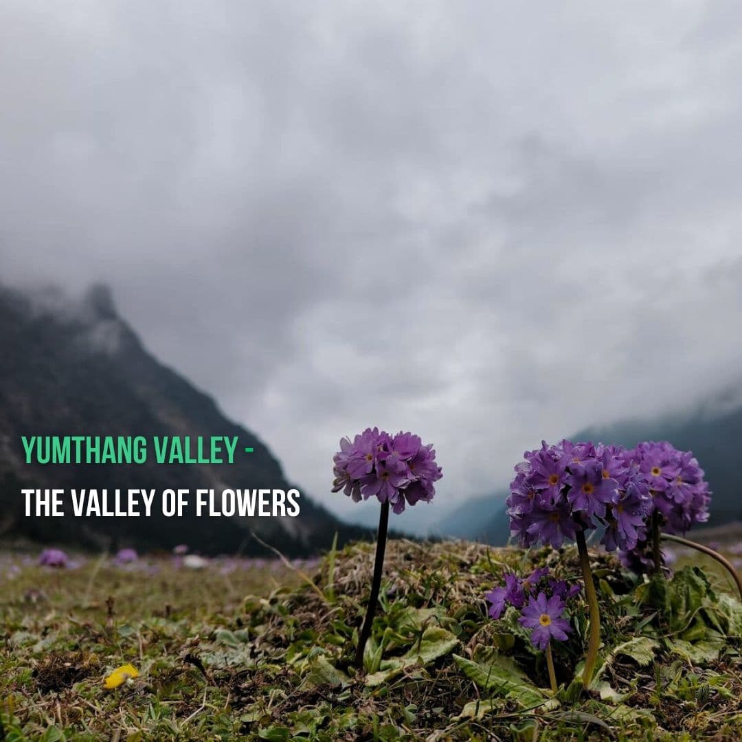 Yumthang Valley: The Valley of Flowers
