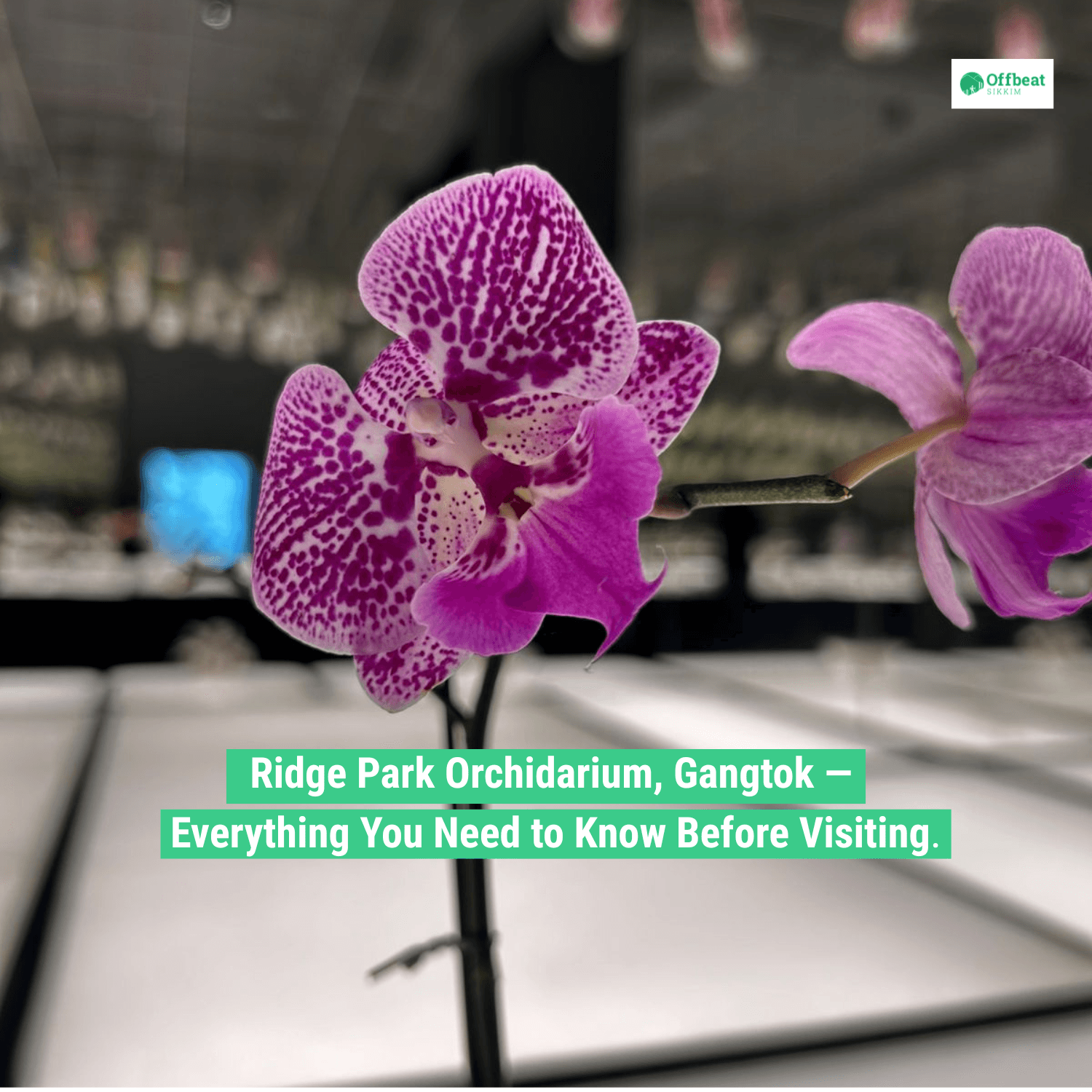 Ridge Park Orchidarium, Gangtok — Everything You Need to Know Before Visiting.